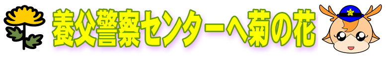 養父警察センターへ菊の花
